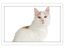 Turkish Van