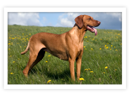 Vizsla