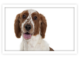 Welsh Springer Spaniel