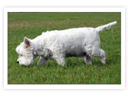 West Highland White Terrier