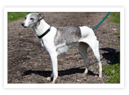 Whippet