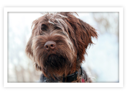 Wirehaired Pointing Griffon
