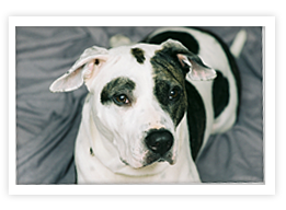 American Bulldog