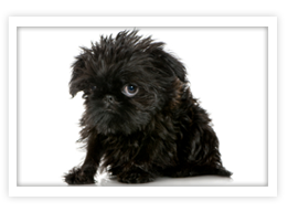 Affenpinscher