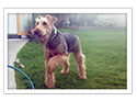 Airedale Terrier