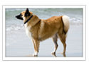 Akita