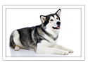 Alaskan Malamute