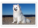 American Eskimo