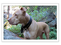 American Pitbull Terrier