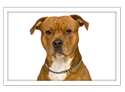 American Staffordshire Terrier