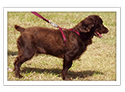 American Water Spaniel