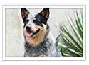 Australian Cattle Dog