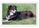 Australian Shepherd