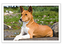Basenji