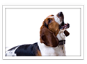 Basset Hound