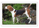 Beagle