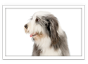 Bearded Collie