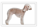 Bedlington Terrier