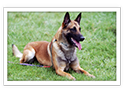 Belgian Malinois