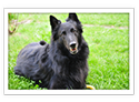 Belgian Sheepdog