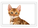 Bengal