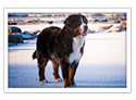 Bernese Mountain Dog