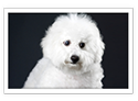 Bichon Frise