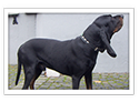 Black and Tan Coonhound