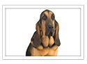 Bloodhound