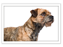 Border Terrier