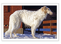 Borzoi/Russian Wolfhound