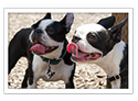 Boston Terrier