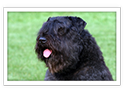 Bouvier des Flandres