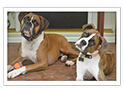 Boxer