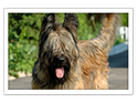 Briard