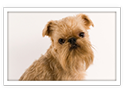 Brussels Griffon (Brabancon)