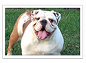 Bulldog