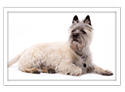Cairn Terrier