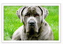 Cane Corso