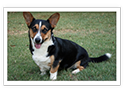 Cardigan Welsh Corgi