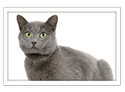 Chartreux
