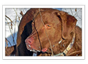 Chesapeake Bay Retriever