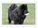 Chow Chow