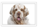 Clumber Spaniel
