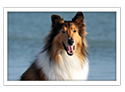 Collie