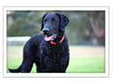 Curly-Coated Retriever