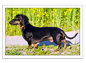 Dachshund