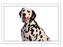 Dalmatian