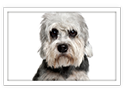 Dandie Dinmont Terrier