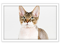 Devon Rex